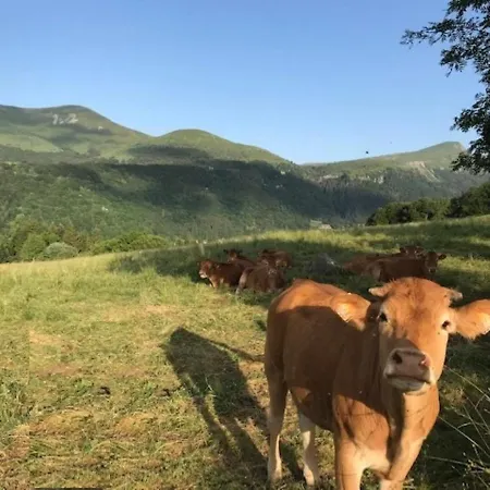 Appartement Mont-dore Centre: Bel T2 Au Pied Des Thermes Avec Wifi