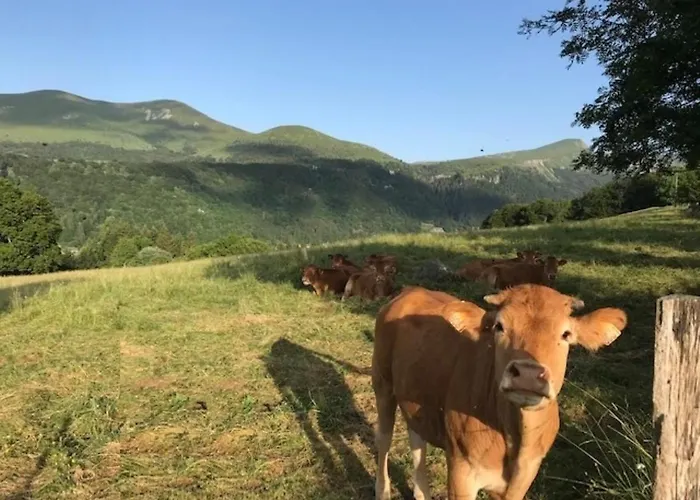 Apartment Mont-dore Centre: Bel T2 Au Pied Des Thermes Avec Wifi - Fr-1-608-241